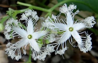  Male Flowers